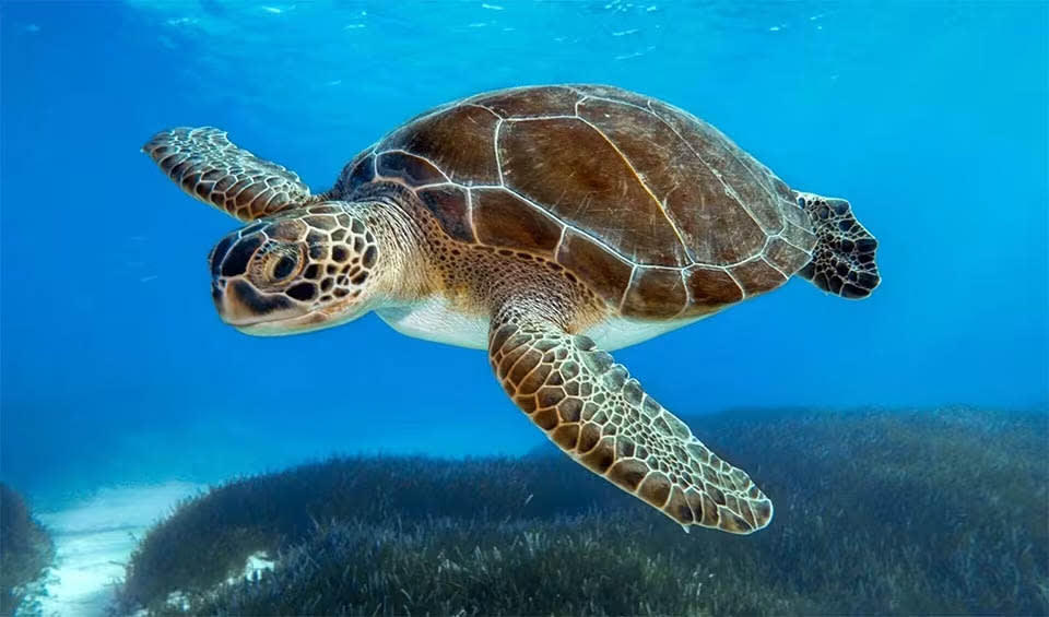 Testudines – Turtles & tortoises: facts, distribution & population | BioDB