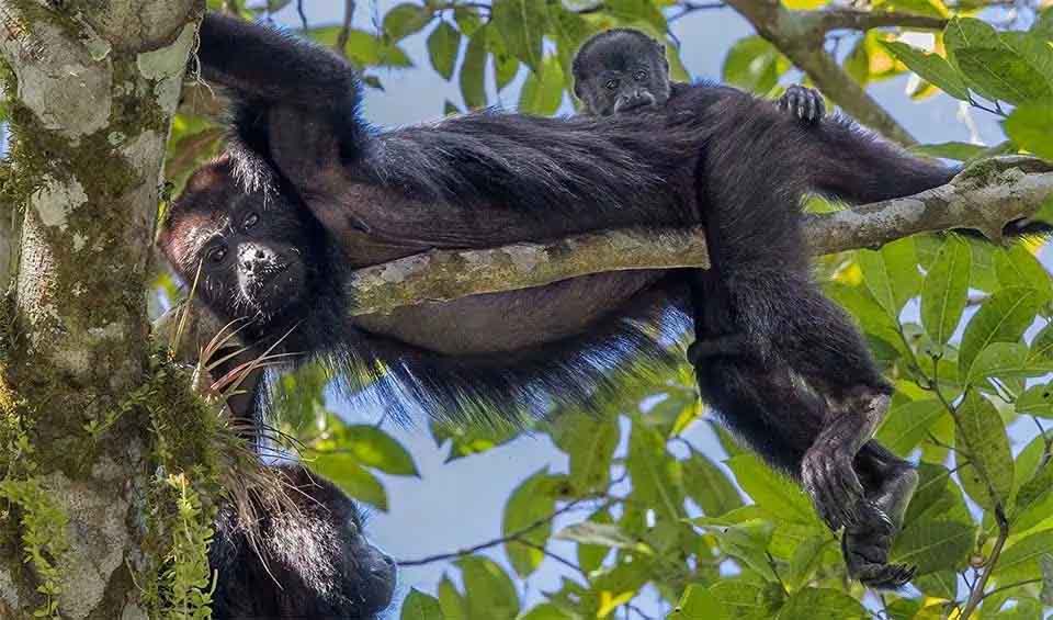 Yucatán black howler monkey facts, distribution & population | BioDB