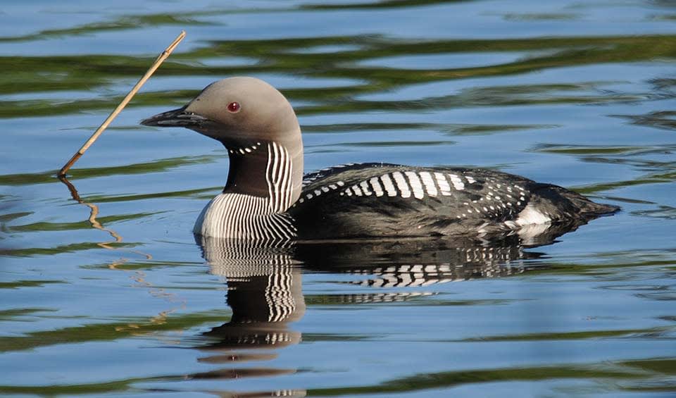 Arctic loon facts, distribution & population | BioDB
