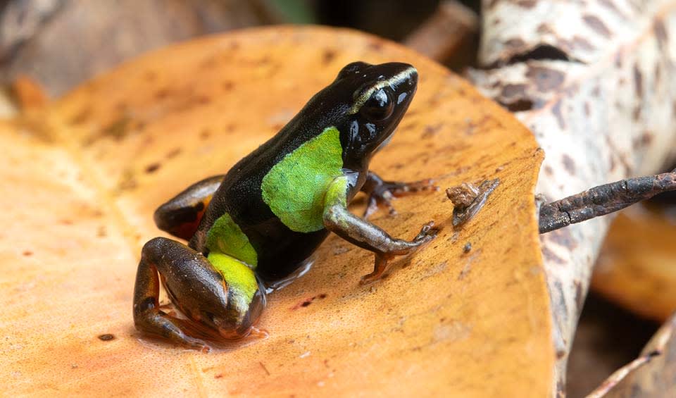 Madagascar Biodiversity and Nature Conservation | BioDB