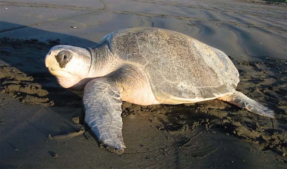 French Polynesia Biodiversity and Nature Conservation | BioDB
