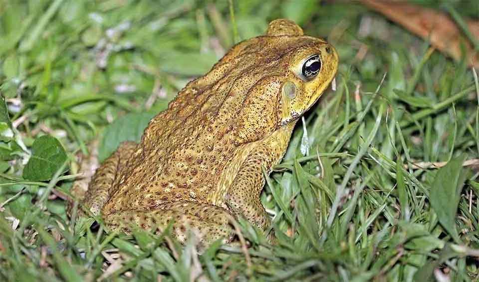 Cane toad facts, distribution & population | BioDB