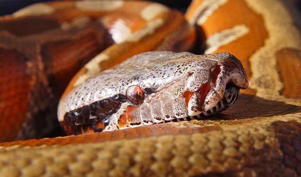 Blood python facts, distribution & population | BioDB