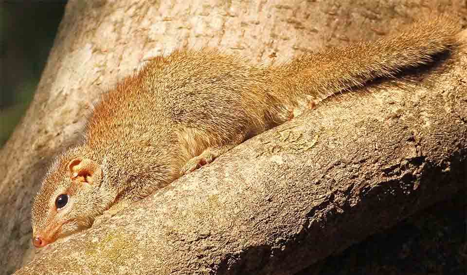 Pygmy treeshrew facts, distribution & population | BioDB