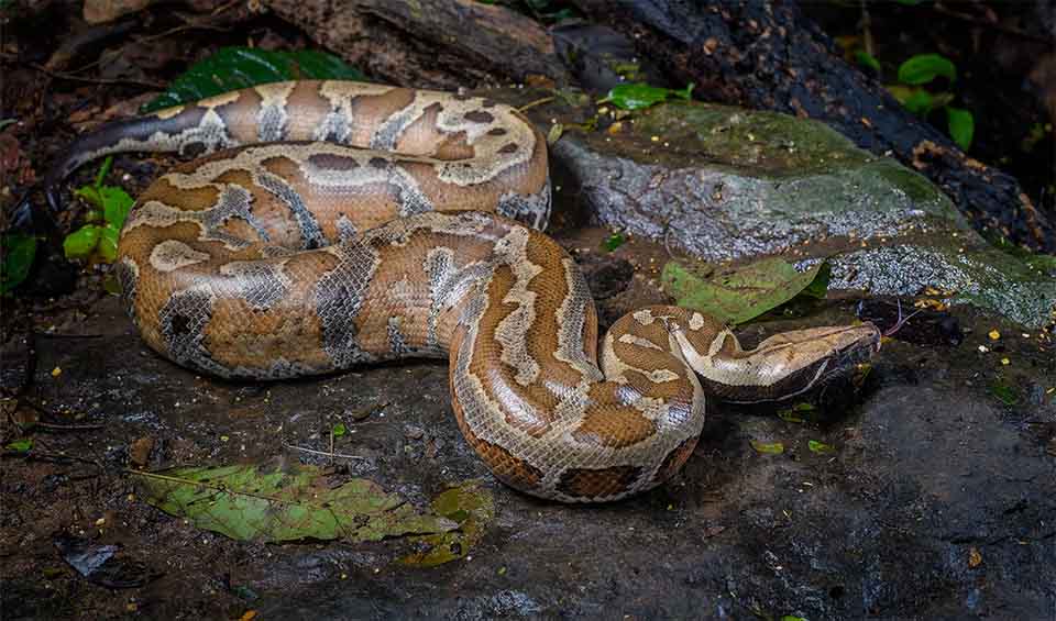 Python's In Botswana Python: facts, distribution & population | BioDB