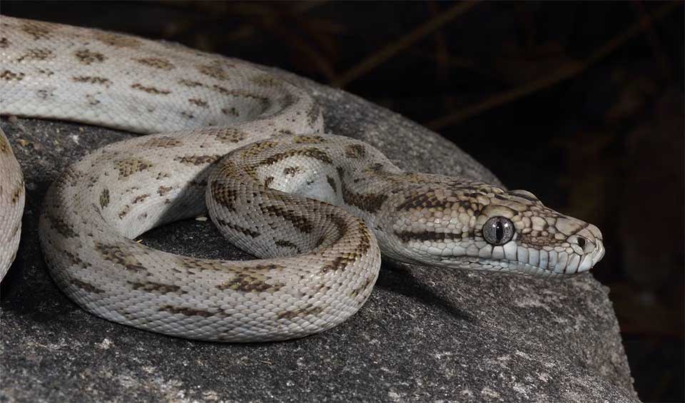 Britannica Python Pythonidae – Pythons: facts, distribution & population | BioDB