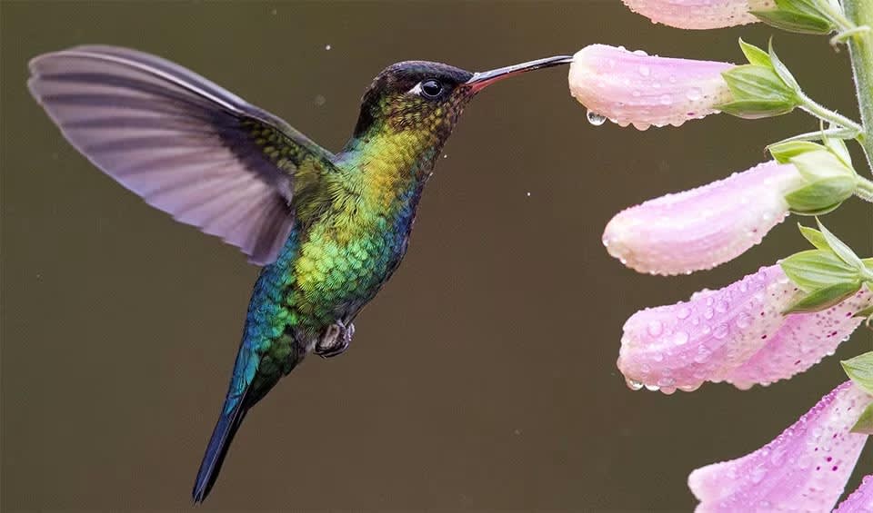 False Hummingbird Fiery-throated hummingbird facts, distribution & population | BioDB