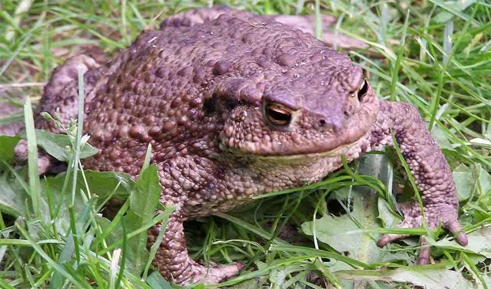 Bufo - True toads: facts, distribution & population | BioDB