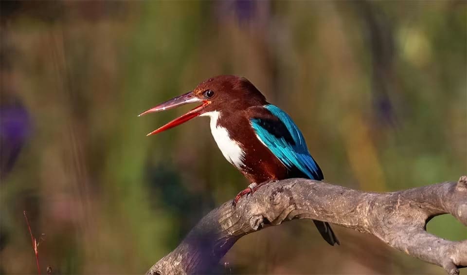 Iraq Biodiversity and Nature Conservation | BioDB