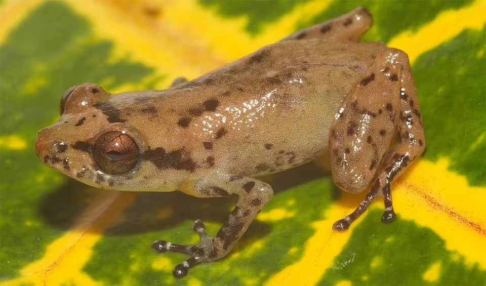 Anura – Frogs: facts, distribution & population | BioDB
