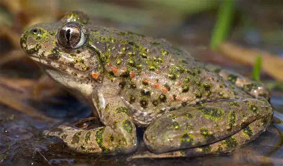Anura – Frogs: facts, distribution & population | BioDB