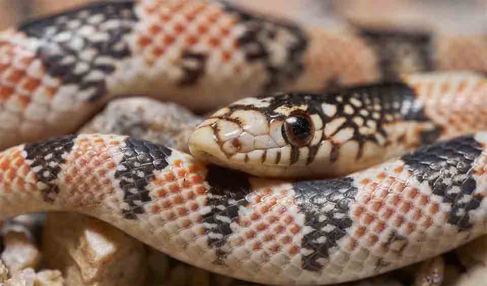 Colubri'– Colubrids: facts, distribution & population | BioDB