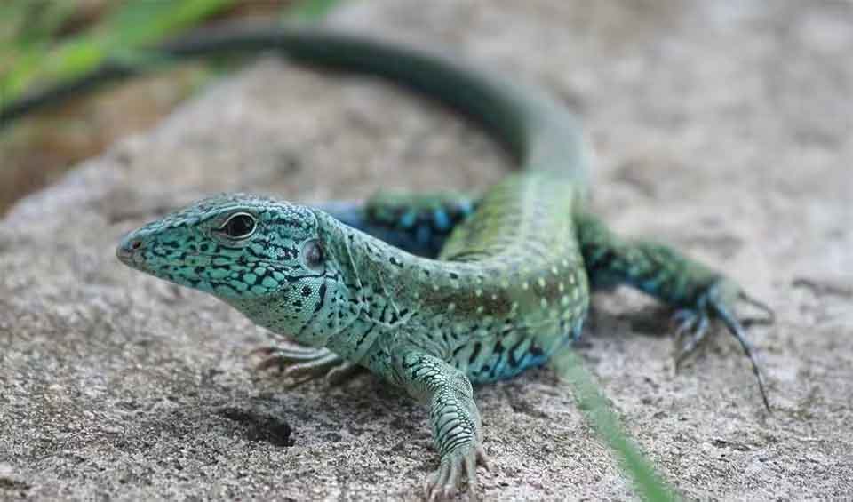 Squamata - Snakes & lizards: facts, distribution & population | BioDB