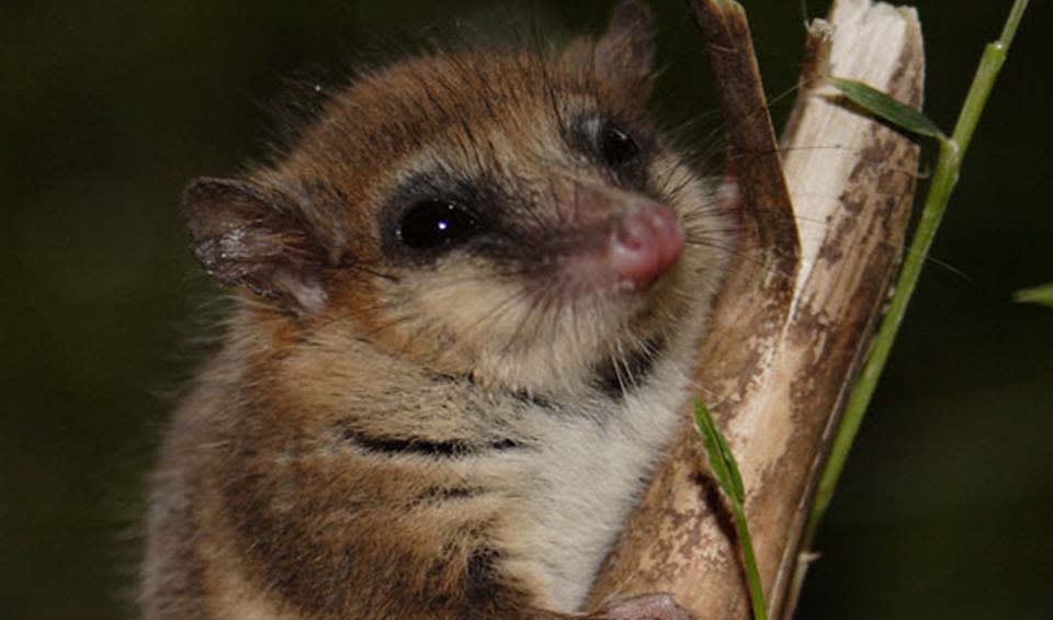 Socialis Mammals: facts, distribution & population | BioDB