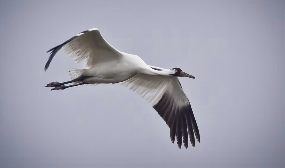 Whooping crane facts, distribution & population | BioDB