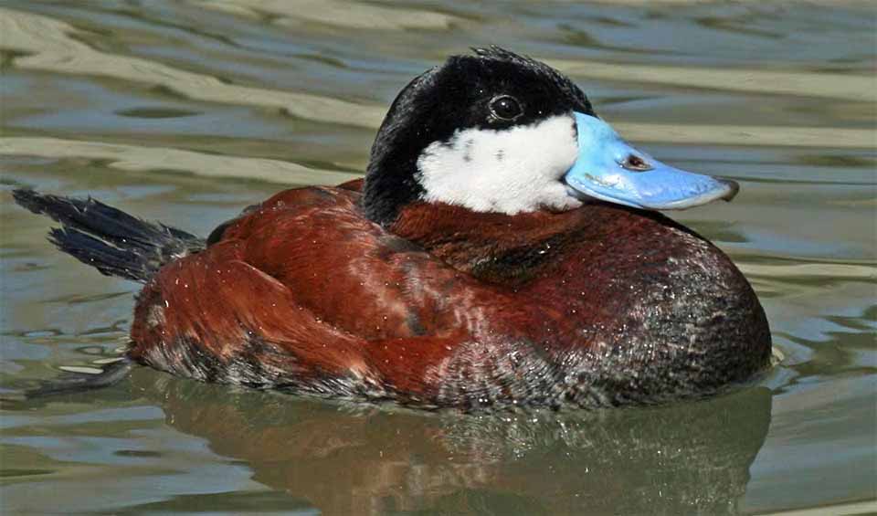 Anatidae – Ducks/geese: facts, distribution & population | BioDB