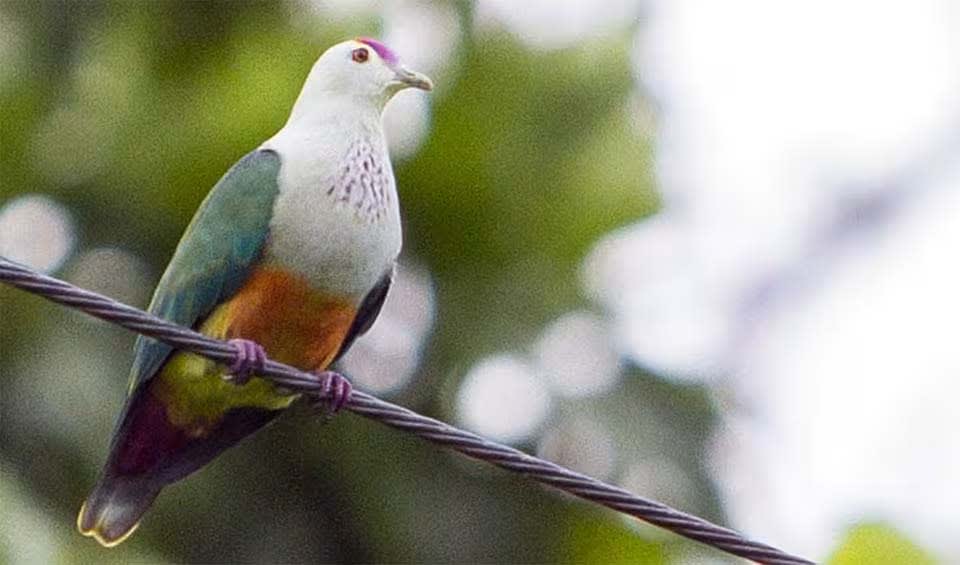 Palau fruit dove facts, distribution & population | BioDB