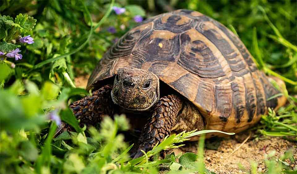 Testudinidae – Tortoises (terrestrial): facts, distribution ...
