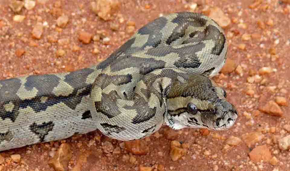 Southern African rock python facts, distribution & population | BioDB