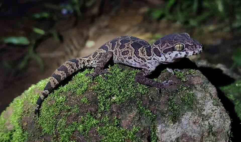 Jeypore ground gecko facts, distribution & population | BioDB