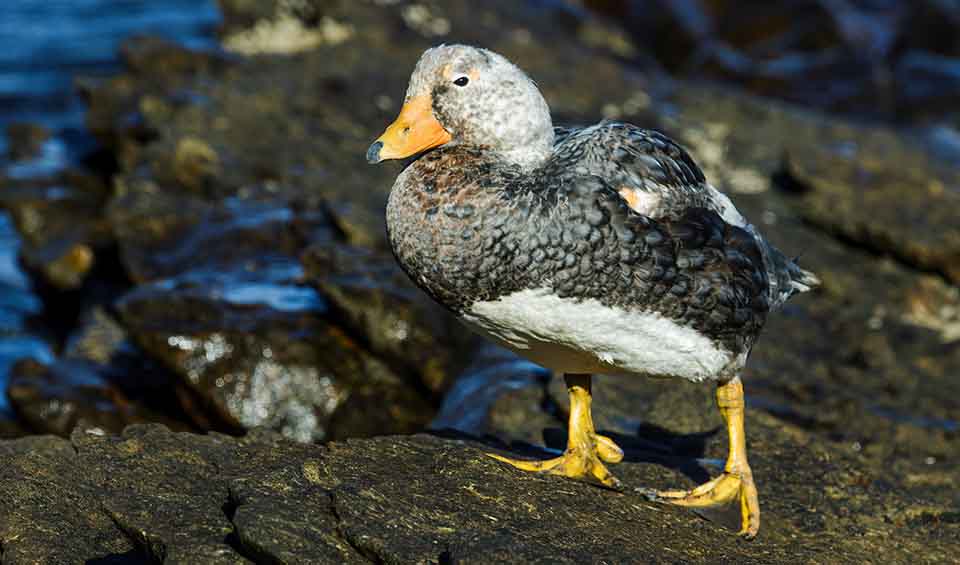 Anatidae – Ducks/geese: facts, distribution & population | BioDB