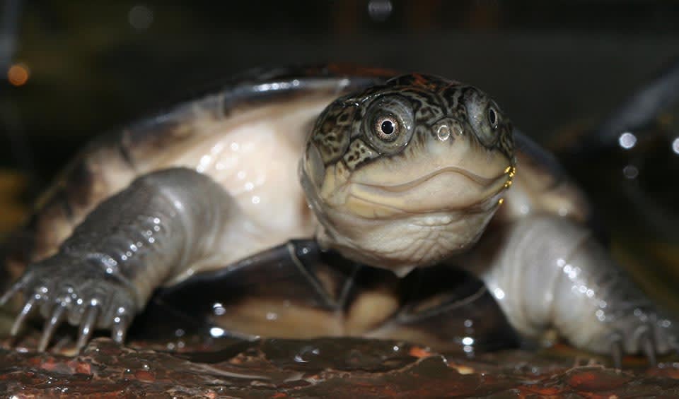 Pelusios - African mud turtles: facts, distribution & population | BioDB