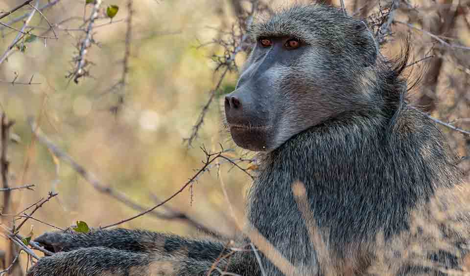 Chacma baboon facts, distribution & population | BioDB