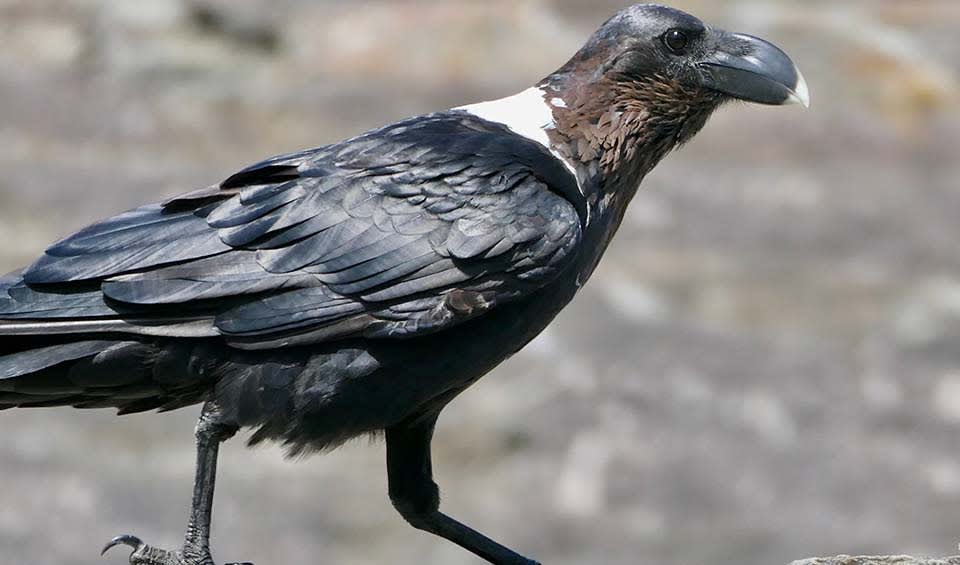 White-necked raven facts, distribution & population | BioDB