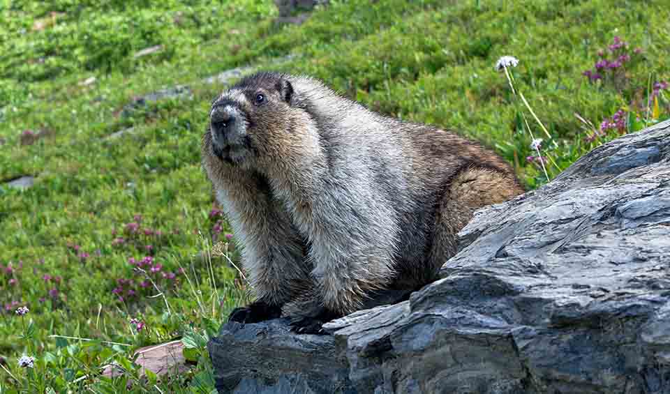 Hoary marmot facts, distribution & population | BioDB