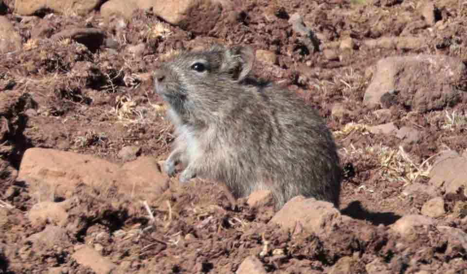 Blick's grass rat facts, distribution & population | BioDB