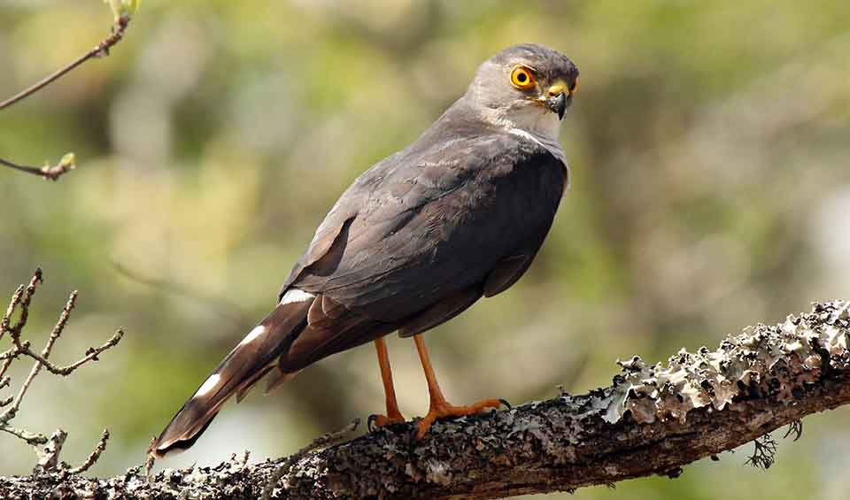 Little sparrowhawk facts, distribution & population | BioDB