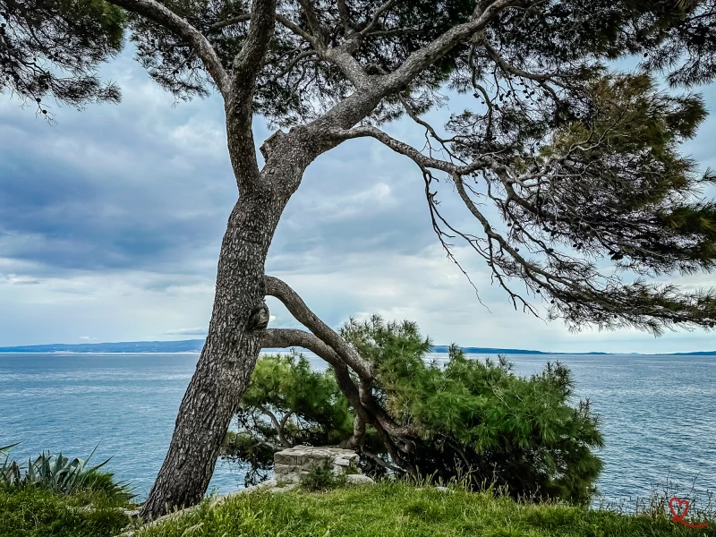 Leaning tree by the sea under a cloudy sky.