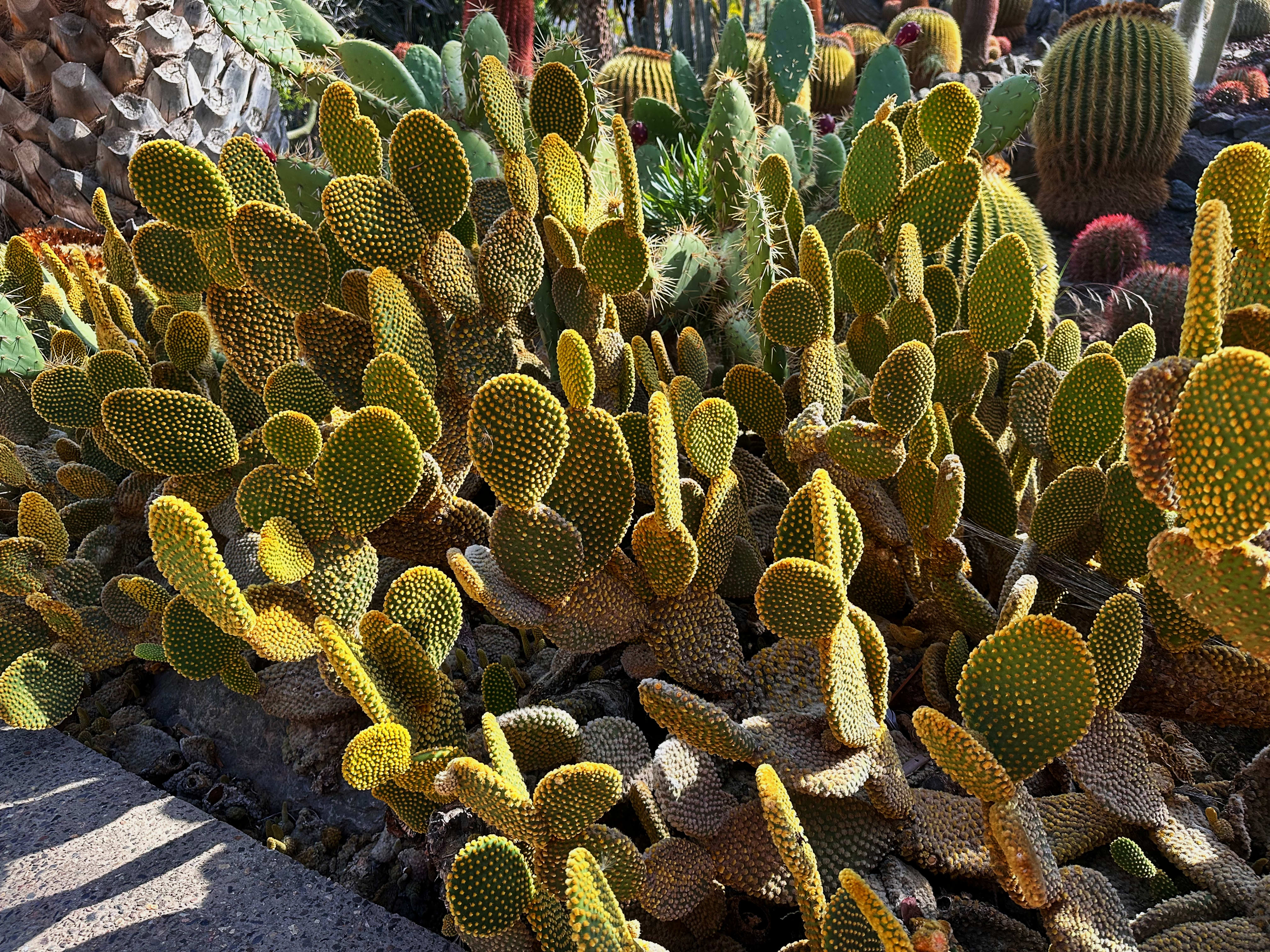 Groupe dense de cactus Opuntia en plein soleil
