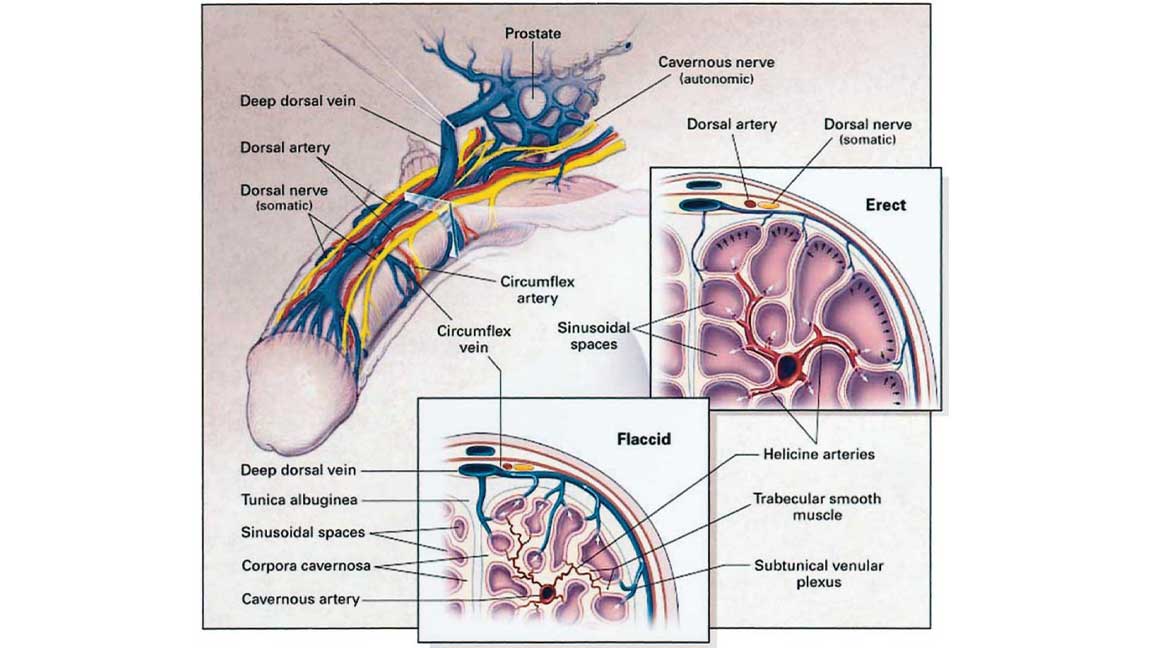 an image in the article