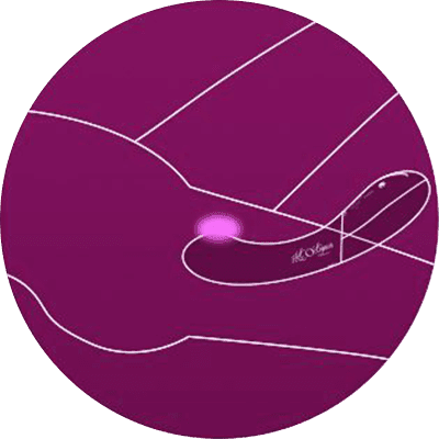 Drawing showing the Kurve inside the vulva and where the treble vibrations can be felt