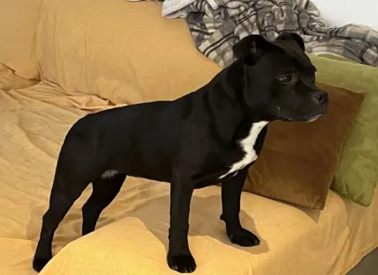 staffordshire bull terrier