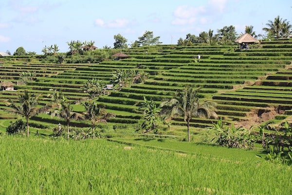 Rice fields Canggu Bali