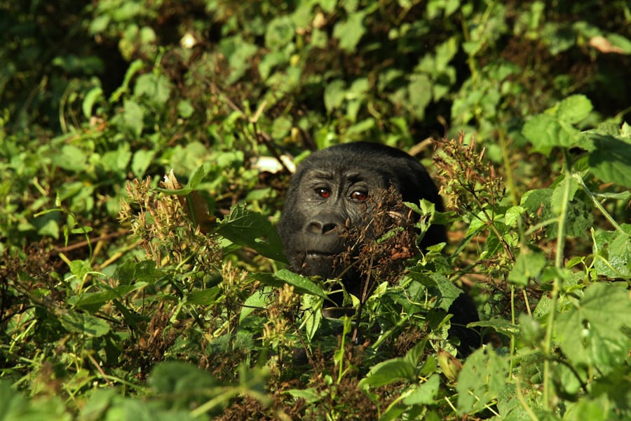 Rwanda Gorilla Trekking