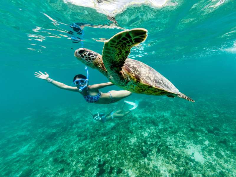 Swimming with sea turtles