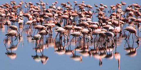 1-Day Ngorongoro Crater Safari
