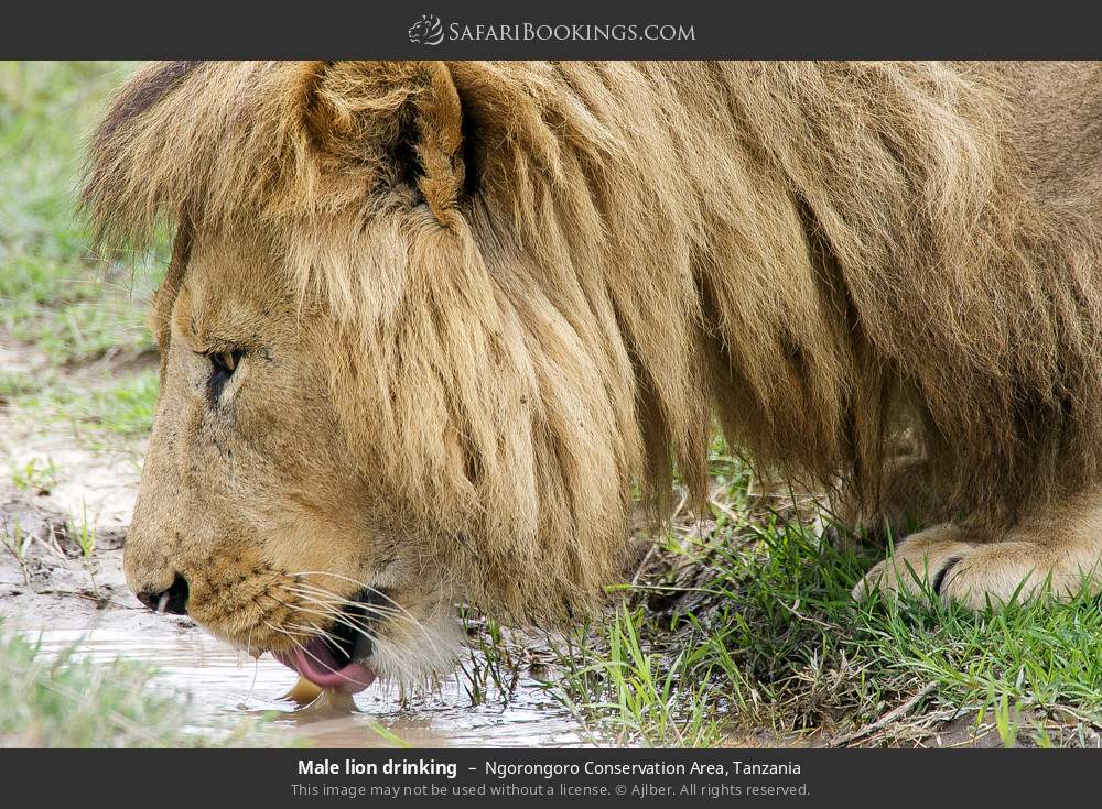 1-Day Zanzibar to Tarangire National Park by Flight