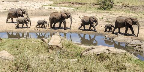 1-Day Unforgettable Wildlife Encounter in Tarangire Park