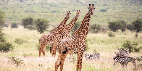 2-Day Private Safari & Magical Balloon Ride in Tanzania