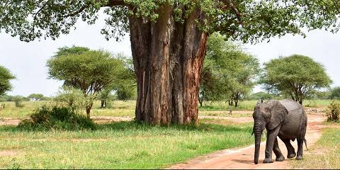2-Day Flying in and Flying out Safari in Tanzania