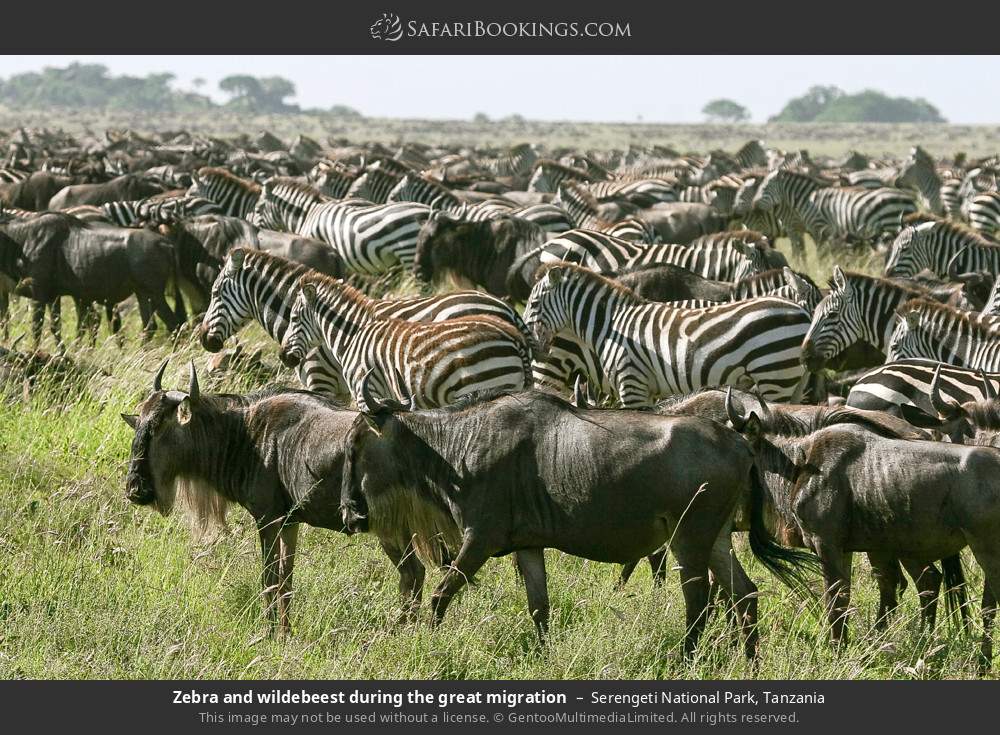 2-Day Safari from Z'Bar to Serengeti & Ngorongor Ocrater