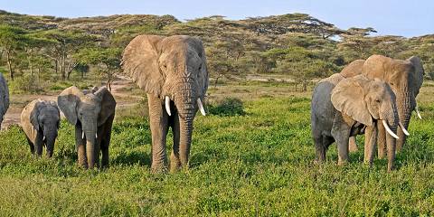 3-Day Safari - Scenic Serengeti - Camping