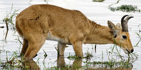 3-Day Mid Range Tour Tarangire Ngorongoro Crater Manyara