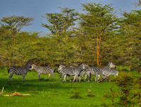 Selous Impala Camp - Image 4