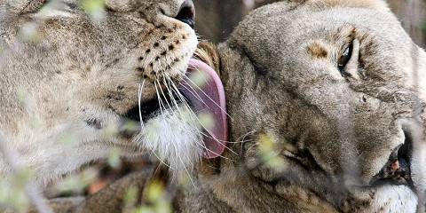3-Day Tarangire & Arusha Park Tour