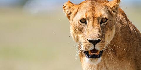 4-Day Tanzania Northern Circuit Experience